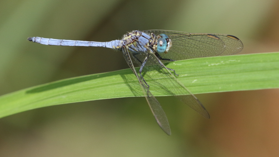 Orthetrum abbotti (Little Skimmer) male 2.JPG